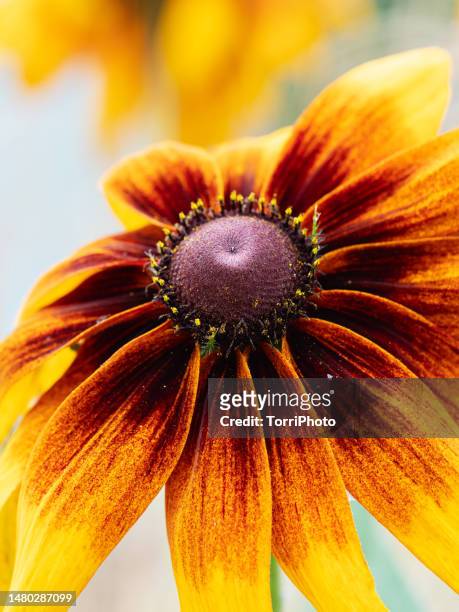 close-up red rudbeckia flower on blurred background - coneflower stock pictures, royalty-free photos & images
