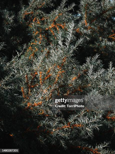 close-up ripe orange berries of sea buckthorn on the branches with green leaves - buckthorn stock pictures, royalty-free photos & images