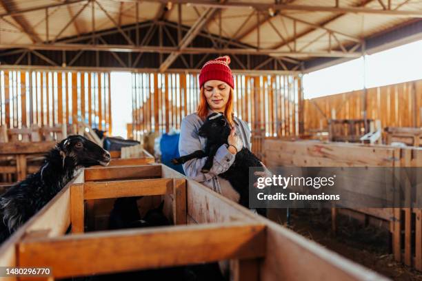 agricultora sosteniendo cordero en brazos. - criador de animales fotografías e imágenes de stock