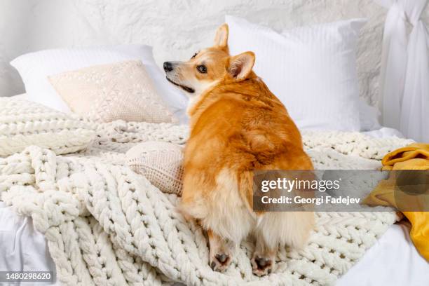 an adorable welsh corgi is lying on pillows and a blanket, turned with his back to the camera, with his little hind legs hanging off the edge of the bed. showing its fluffy butt. - glutei foto e immagini stock