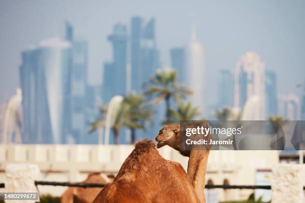 camel against modern urban skyline - doha fotografías e imágenes de stock