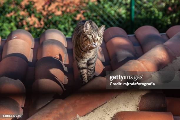 tabby cat on the roof looking up - mixed breed cat stock pictures, royalty-free photos & images