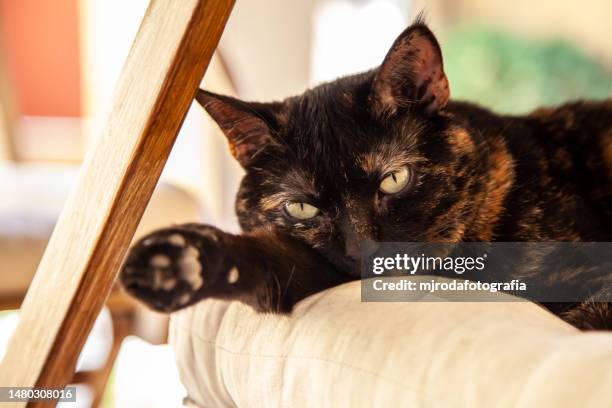 tortoiseshell cat resting - tortoise shell ストックフォトと画像