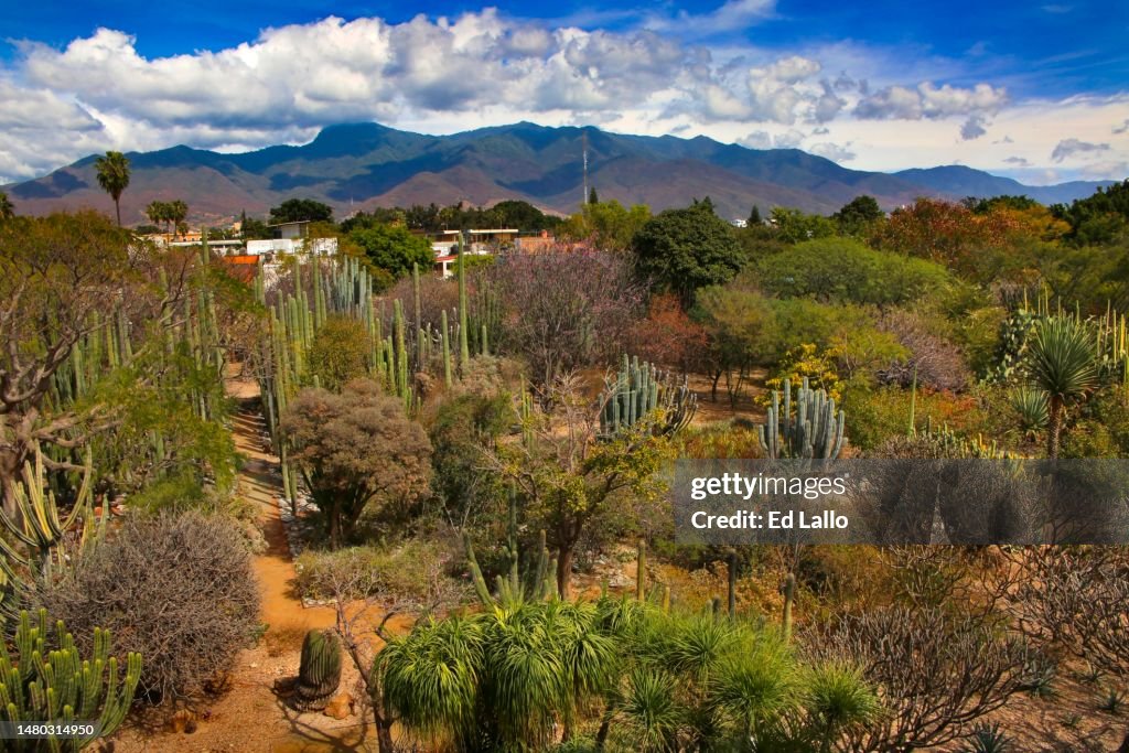 Aerial Oaxaca Ethnobotanical Garden With Mountains