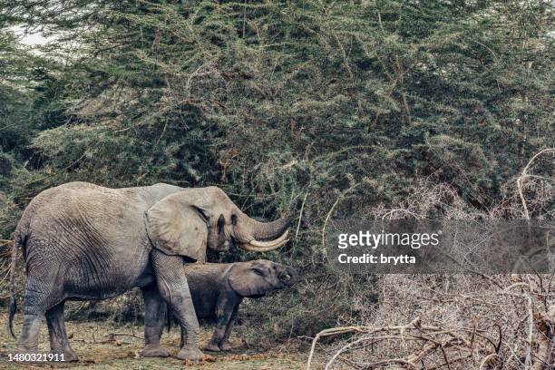 afrikanische elefanten fressen akaziendornen - acacia tree stock-fotos und bilder