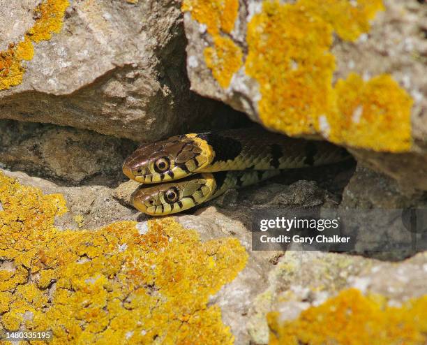 Python Snake In Hibernation Snake Hibernate Photos and Premium High Res Pictures - Getty Images