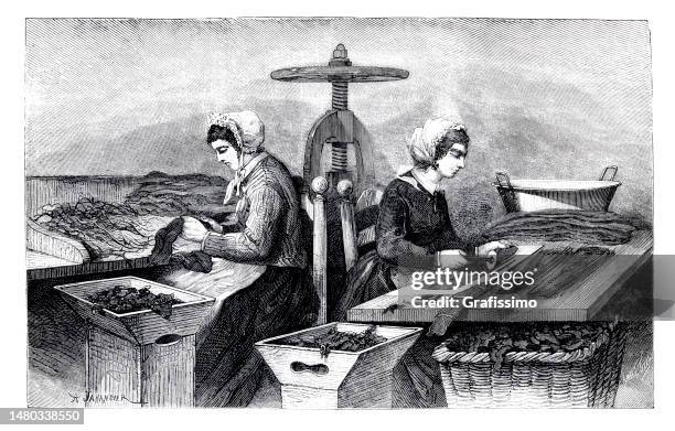 ilustrações de stock, clip art, desenhos animados e ícones de woman manufacturing cigars in factory in paris france 1874 - colheita de tabaco