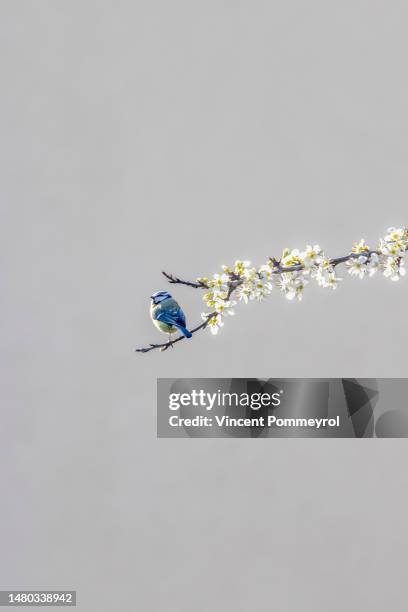 eurasian blue tit and cherry blossom - small cherry blossom tree stock pictures, royalty-free photos & images