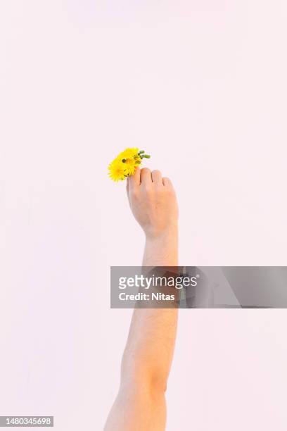 woman's hand holding a sprig of yellow dandelion flowers on a white background - dandelion isolated stock pictures, royalty-free photos & images
