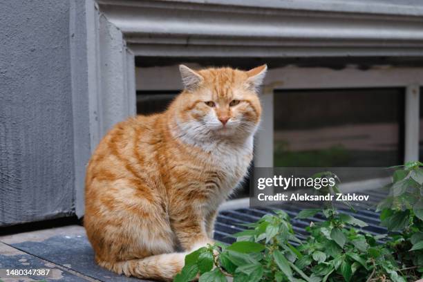 a lonely red cat walks through the city streets, on the sidewalk and asphalt. portrait of a sad abandoned or lost cat waiting and looking for its owner. a homeless, hungry, sterilized and vaccinated cat on the street. an untamed cat that ran away from hom - hom stock pictures, royalty-free photos & images