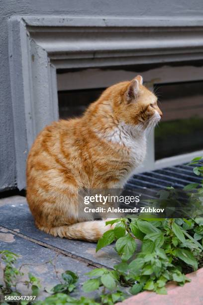 a lonely red cat walks through the city streets, on the sidewalk and asphalt. portrait of a sad abandoned or lost cat waiting and looking for its owner. a homeless, hungry, sterilized and vaccinated cat on the street. an untamed cat that ran away from hom - hom stock pictures, royalty-free photos & images