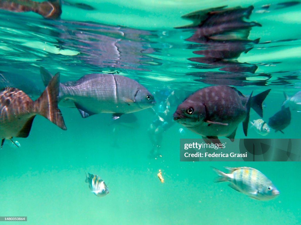 Silver Drummer (Kyphosus sydneyanus) or Buff Bream