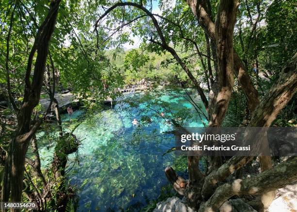 view of cenote azul near playa del carmen, yucatan peninsula - playa del carmen bildbanksfoton och bilder