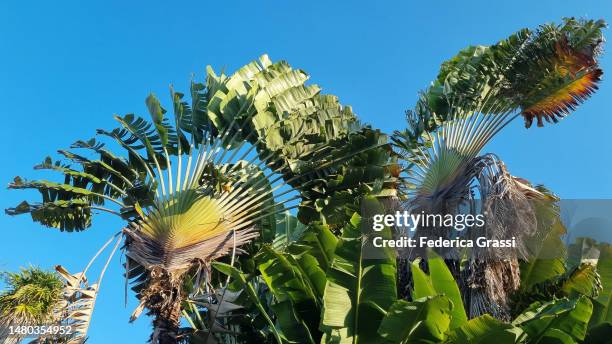 traveller's tree or traveller's palm (ravenala madagascariensis) - ravenala stock pictures, royalty-free photos & images