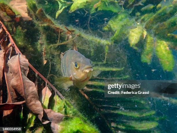 mayan cichlid (cichlasoma urophthalmus) - cichlasoma stock pictures, royalty-free photos & images