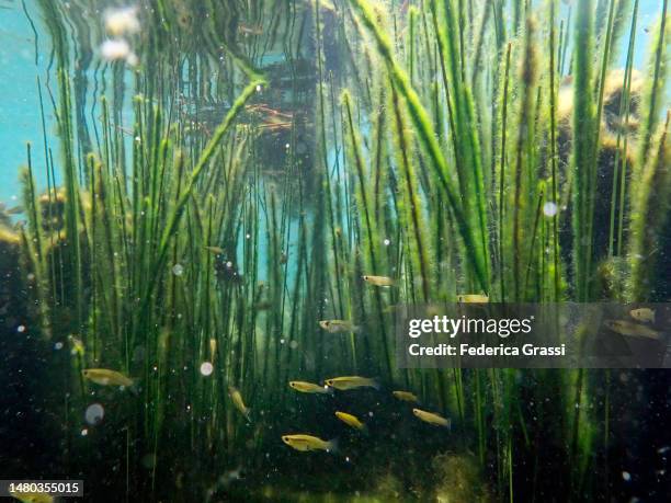 Mexican Reeds 86 Cenote Mexico Fish Stock Photos, High-Res Pictures, and Images ...