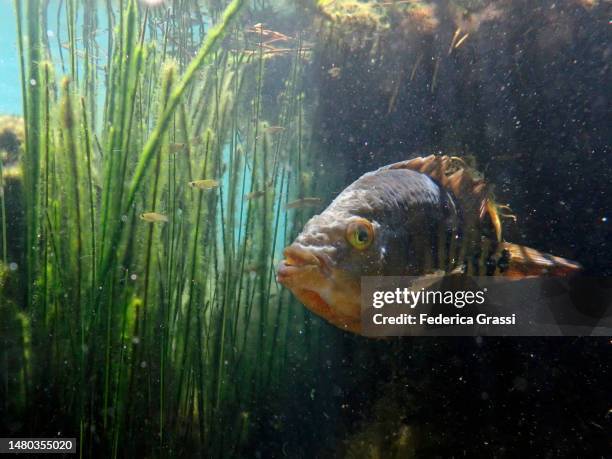 mayan cichlid (cichlasoma urophthalmus) - cichlasoma stock pictures, royalty-free photos & images