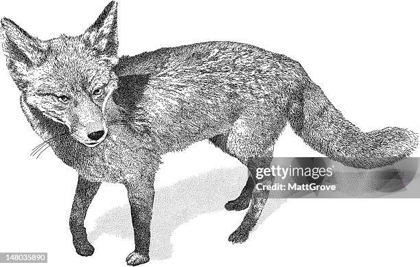 fox - vuxen stock-grafiken, -clipart, -cartoons und -symbole