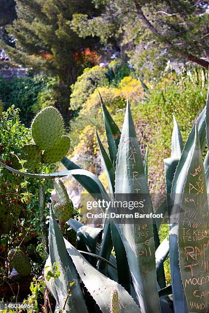cactus with initials carved - initials carved into tree stock pictures, royalty-free photos & images
