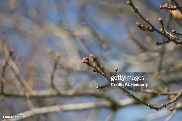 close-up of new leaf buds on an oak tree - english oak stock pictures, royalty-free photos & images