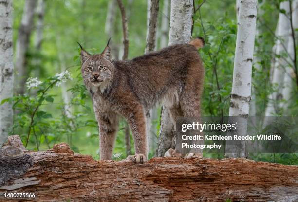 canada lynx portrait - canadian lynx stock pictures, royalty-free photos & images