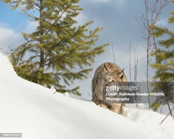 canada lynx portrait - canadian lynx fotografías e imágenes de stock