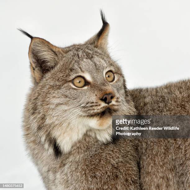 canada lynx portrait - canadian lynx stock pictures, royalty-free photos & images