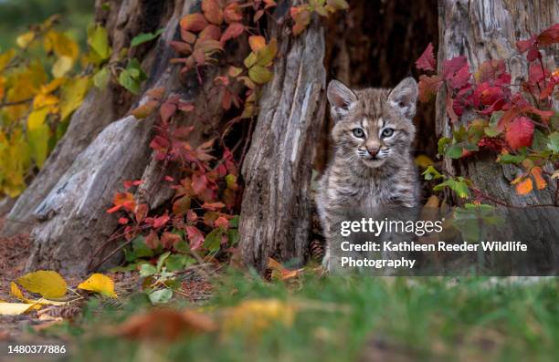 bobcat portrait - kalispell stock pictures, royalty-free photos & images