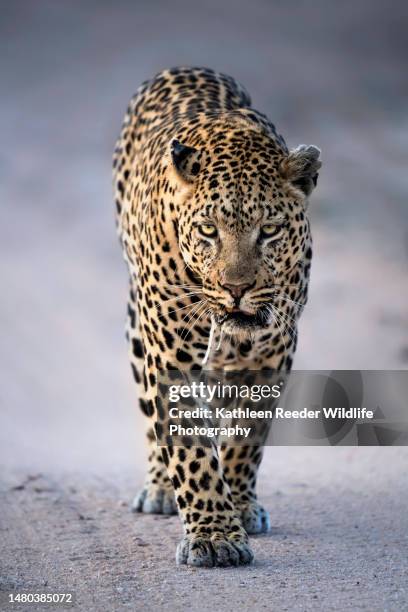 leopard portrait - leopard stock pictures, royalty-free photos & images
