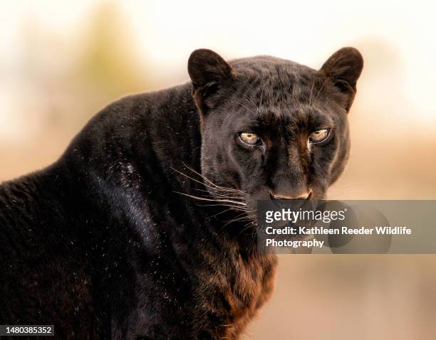 leopard portrait - black leopard fotografías e imágenes de stock