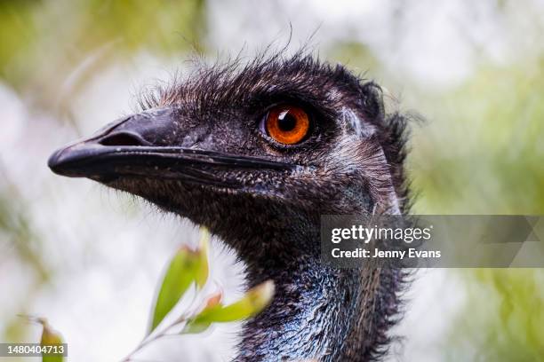 An emu is seen on April 06, 2023 in Sydney, Australia. Nura Diya Australia features 23 unique and iconic Aussie species. It allows visitors to stroll...