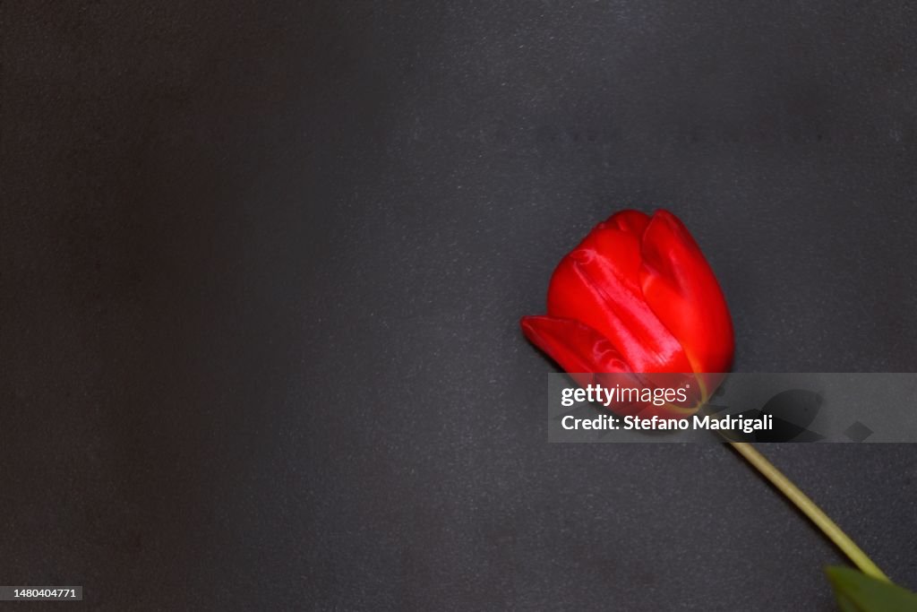 Tulip black background