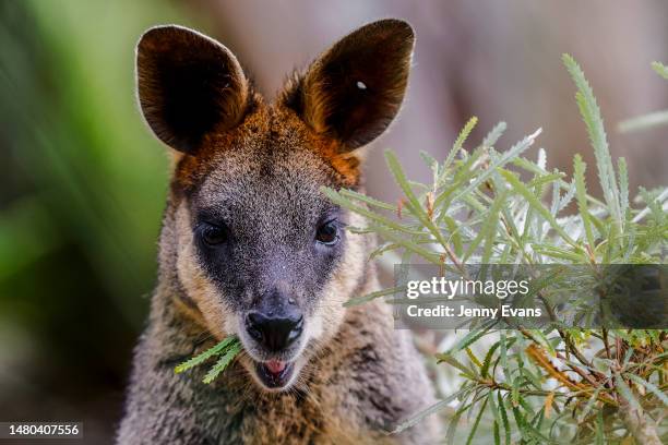 Swamp wallaby eats leaves in it's new habitat on April 06, 2023 in Sydney, Australia. Nura Diya Australia features 23 unique and iconic Aussie...