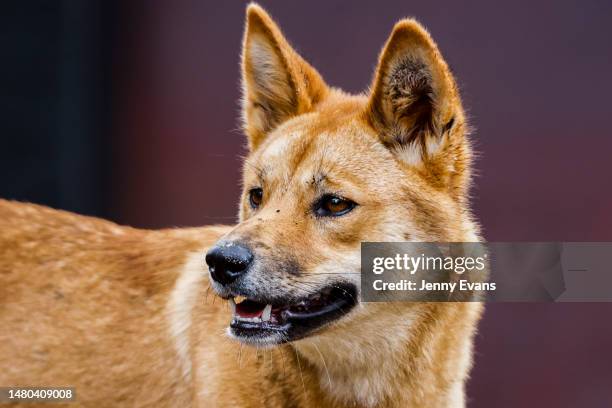 Dingo looks on from it's new habitat on April 06, 2023 in Sydney, Australia. Nura Diya Australia features 23 unique and iconic Aussie species. It...