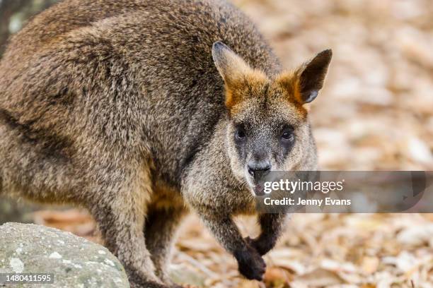 Swamp wallaby looks on from it's new habitat on April 06, 2023 in Sydney, Australia. Nura Diya Australia features 23 unique and iconic Aussie...