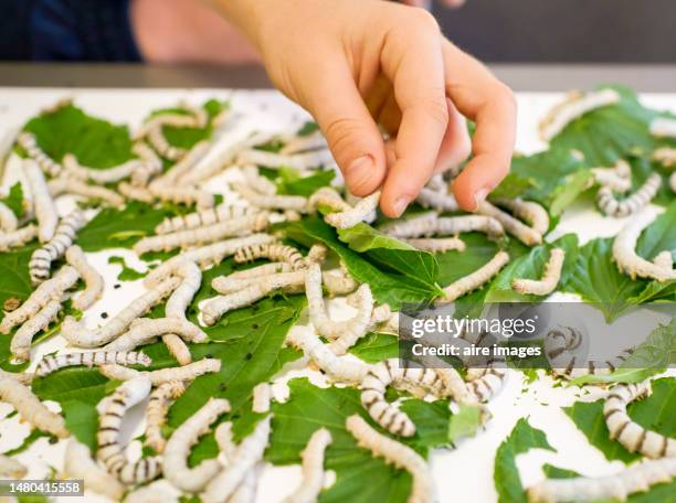 caucasian boy looks and plays with his silkworms holding them in his hands - silk moth stock pictures, royalty-free photos & images