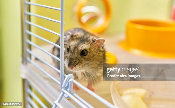 high angle view of a hamster and a plate with fruits, and the cage's door is opened. a hamster pet has some fruits in front of it in its cage. - hamster cage stock pictures, royalty-free photos & images