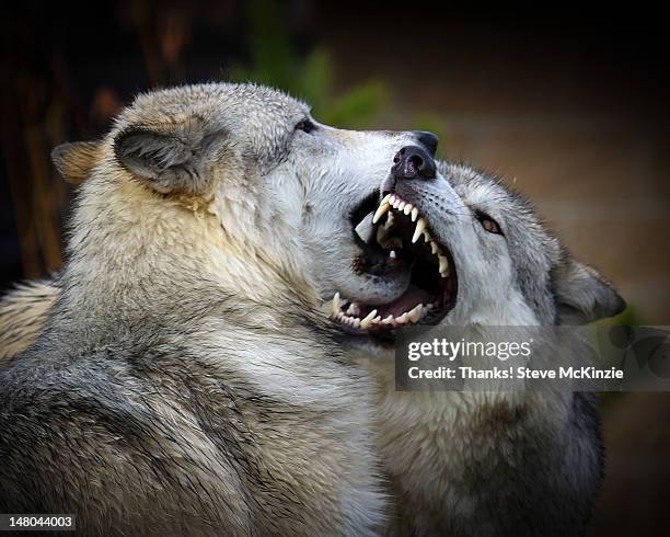 wolf fight - wolf montana stock pictures, royalty-free photos & images