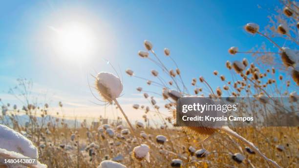 thistles on a snowy day under the rays of the sun - wilted plant stock pictures, royalty-free photos & images