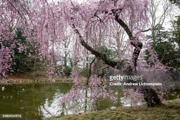 With the on set of Spring, people visit the blooming cherry trees at the Japanese garden in the Brooklyn Botanical Gardens, April 6, 2023 in...