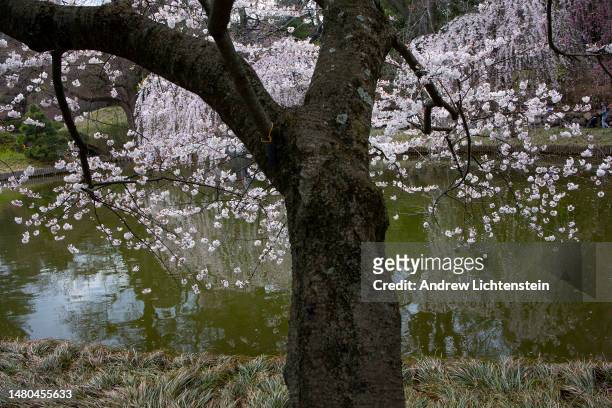 With the on set of Spring, people visit the blooming cherry trees at the Japanese garden in the Brooklyn Botanical Gardens, April 6, 2023 in...