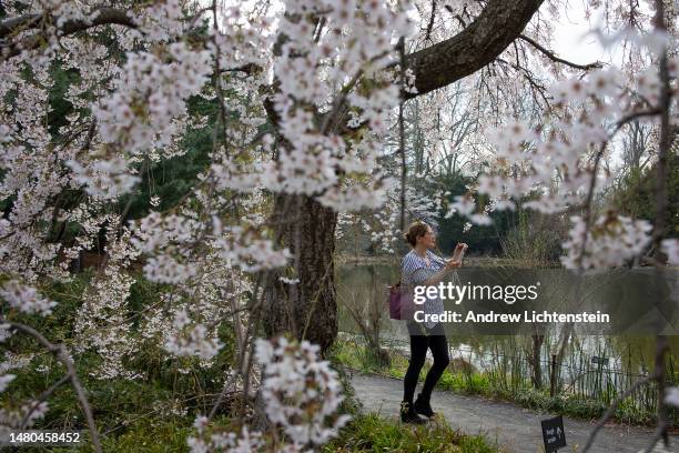 With the on set of Spring, people visit the blooming cherry trees at the Japanese garden in the Brooklyn Botanical Gardens, April 6, 2023 in...