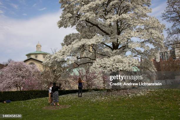 With the on set of Spring, people visit the blooming magnolia trees at the Brooklyn Botanical Gardens, April 6, 2023 in Brooklyn, New York.