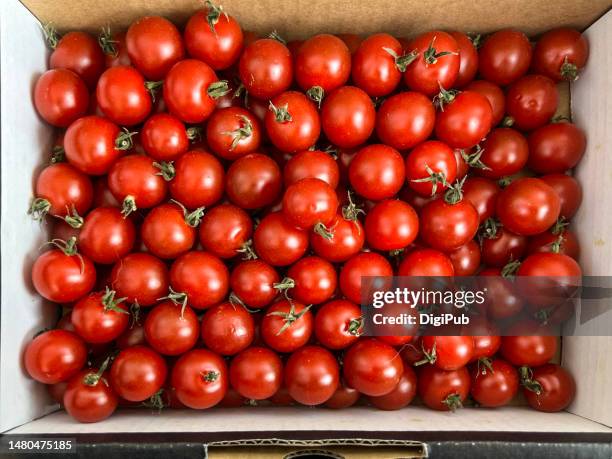 Cherry Tomatoes High-Res Stock Photo