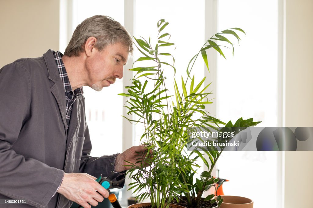 White 50 year old men doing ornamental plant care