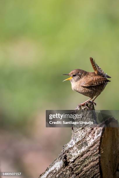 wren signing - wren stock pictures, royalty-free photos & images