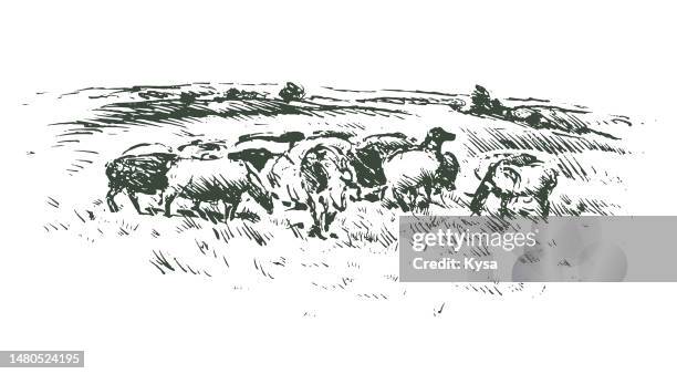 cattle grazing on meadow - pasture-land-drawing stock illustrations