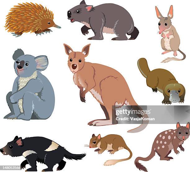 australian wild animals - cartoon - opossum stock illustrations