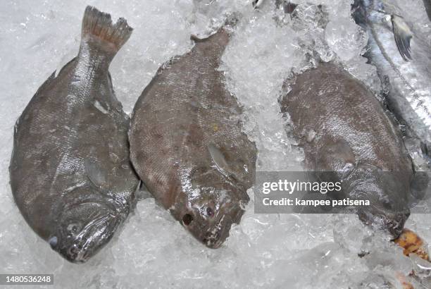 fresh plaice for sale at a fish market - flounder eyes stock pictures, royalty-free photos & images