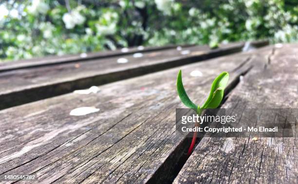 one young leaf emerging from table life finds a way - nervatura della foglia foto e immagini stock